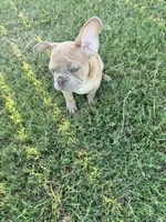 Frenchie pups, a female French Bulldog for sale in Thorndale, TX – Photo 7 of 8