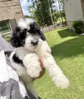 F1BB Mini Labradoodle- Buzz , a male Miniature Labradoodle for sale in Columbia, SC – 2 of 3