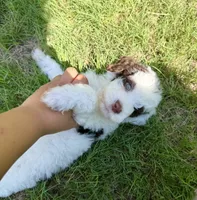 F1BB Mini Labradoodle- Bullseye , a male Miniature Labradoodle for sale in Columbia, SC – 3 of 4