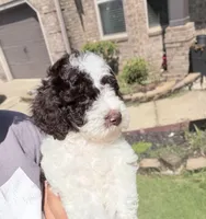 F1BB Mini Labradoodle- Jessie , a female Miniature Labradoodle for sale in Columbia, SC – 1 of 7