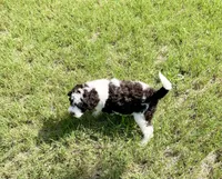 F1BB Mini Labradoodle- Jessie , a female Miniature Labradoodle for sale in Columbia, SC – 6 of 7