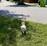 Reduced- F1BB Mini Labradoodle- Barbie , a female Miniature Labradoodle for sale in Columbia, SC – 3 of 4