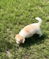 Reduced- F1BB Mini Labradoodle- Barbie , a female Miniature Labradoodle for sale in Columbia, SC – 4 of 4