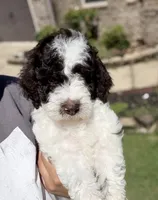 F1BB Mini Labradoodle- Jessie , a female Miniature Labradoodle for sale in Columbia, SC – 2 of 7