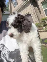 F1BB Mini Labradoodle- Jessie , a female Miniature Labradoodle for sale in Columbia, SC – 4 of 7