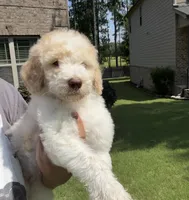 Reduced- F1BB Mini Labradoodle- Barbie , a female Miniature Labradoodle for sale in Columbia, SC – 2 of 4