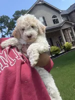F1BB Mini Labradoodle- Dolly , a female Miniature Labradoodle for sale in Columbia, SC – 2 of 2