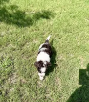 F1BB Mini Labradoodle- Jessie , a female Miniature Labradoodle for sale in Columbia, SC – 7 of 7