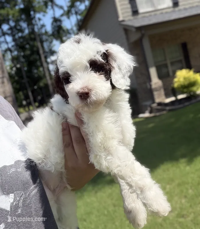 F1BB Mini Labradoodle- Bullseye  – Miniature Labradoodle puppy for sale in Columbia, SC