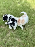 F1BB Mini Labradoodle- Buzz , a male Miniature Labradoodle for sale in Columbia, SC – 3 of 3