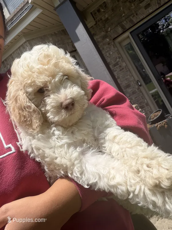 F1BB Mini Labradoodle- Dolly  – Miniature Labradoodle puppy for sale in Columbia, SC
