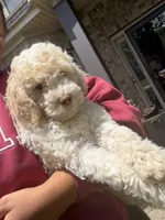 F1BB Mini Labradoodle- Dolly , a female Miniature Labradoodle for sale in Columbia, SC – 1 of 2