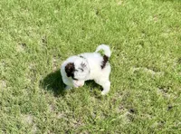 F1BB Mini Labradoodle- Bullseye , a male Miniature Labradoodle for sale in Columbia, SC – 4 of 4