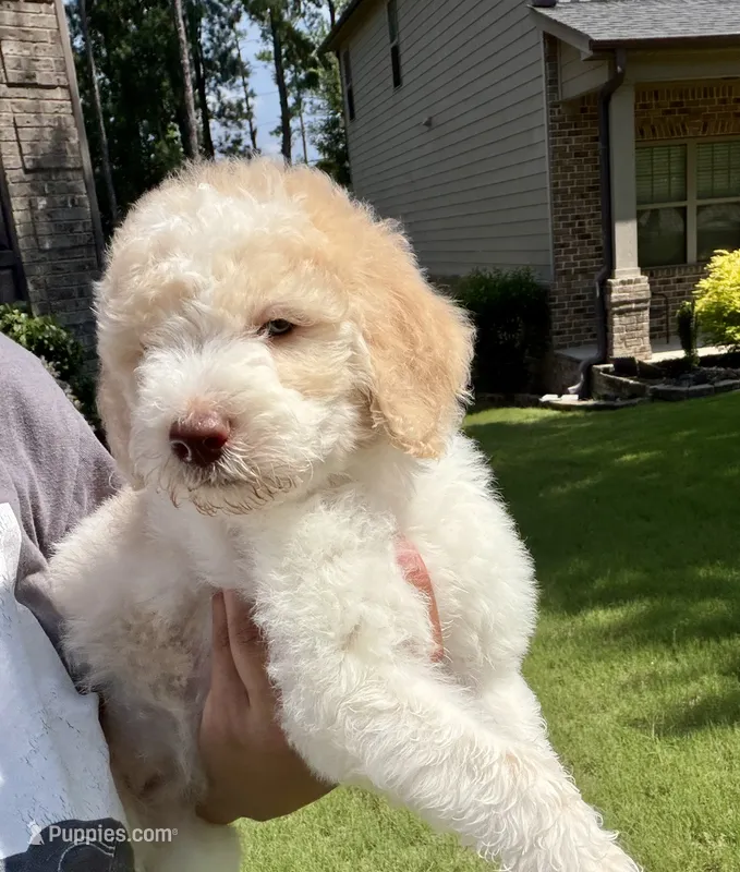 Reduced- F1BB Mini Labradoodle- Barbie  – Miniature Labradoodle puppy for sale in Columbia, SC