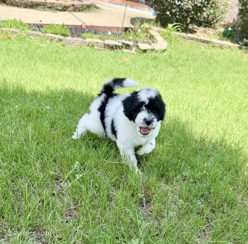 F1BB Mini Labradoodle- Buzz  – Miniature Labradoodle puppy for sale in Columbia, SC