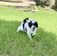 F1BB Mini Labradoodle- Buzz , a male Miniature Labradoodle for sale in Columbia, SC – 1 of 3