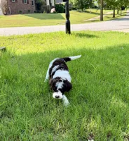 F1BB Mini Labradoodle- Jessie , a female Miniature Labradoodle for sale in Columbia, SC – 3 of 7