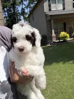 F1BB Mini Labradoodle- Bullseye , a male Miniature Labradoodle for sale in Columbia, SC – 2 of 4