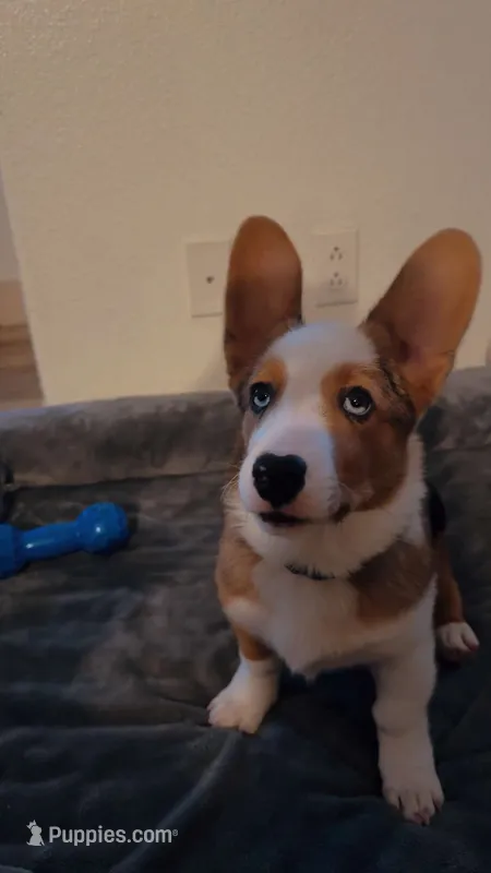 Atlas – Australian Shepherd, Pembroke Welsh Corgi puppy for sale in Phoenix, AZ