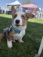 Atlas, a male Australian Shepherd and Pembroke Welsh Corgi for sale in Phoenix, AZ – 2 of 2