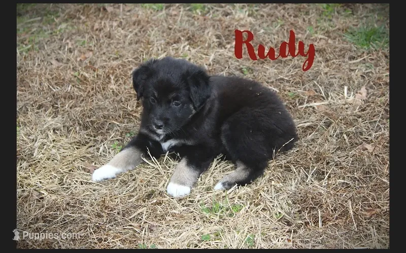 Rudy