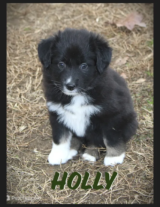 Holly
