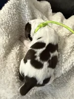 Miss Neon, a female English Springer Spaniel for sale in Sherman, TX – 2 of 3
