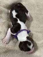 Miss Purple , a female English Springer Spaniel for sale in Sherman, TX – 2 of 2