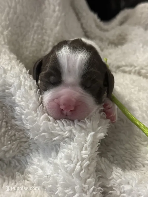 Miss Neon – English Springer Spaniel puppy for sale in Sherman, TX