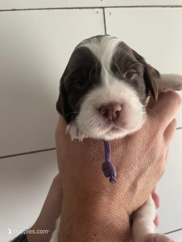 Miss Purple  – English Springer Spaniel puppy for sale in Sherman, TX