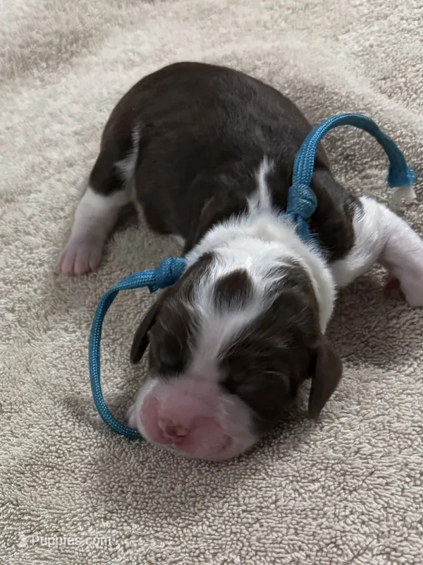 Mr Sky – English Springer Spaniel puppy for sale in Sherman, TX
