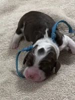 Mr Sky, a male English Springer Spaniel for sale in Sherman, TX – 1 of 2