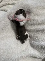 Miss Pink, a female English Springer Spaniel for sale in Sherman, TX – 2 of 2