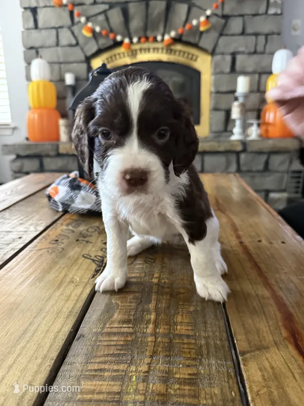 Miss Pink – English Springer Spaniel puppy for sale in Sherman, TX