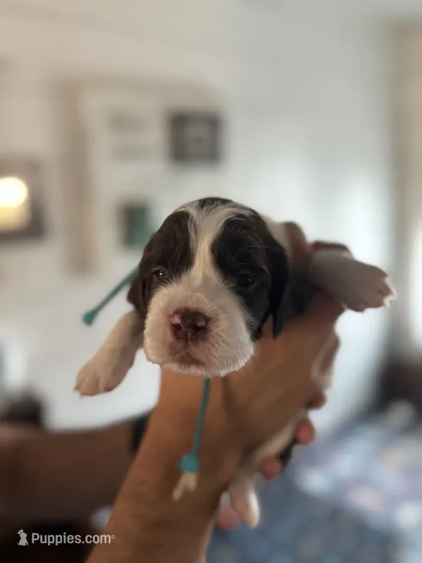 Mr Sky – English Springer Spaniel puppy for sale in Sherman, TX