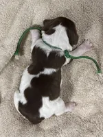 Miss Green, a female English Springer Spaniel for sale in Sherman, TX – 2 of 2