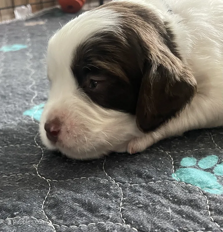 Mr Black – English Springer Spaniel puppy for sale in Sherman, TX