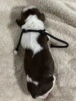 Mr Black, a male English Springer Spaniel for sale in Sherman, TX – 2 of 2