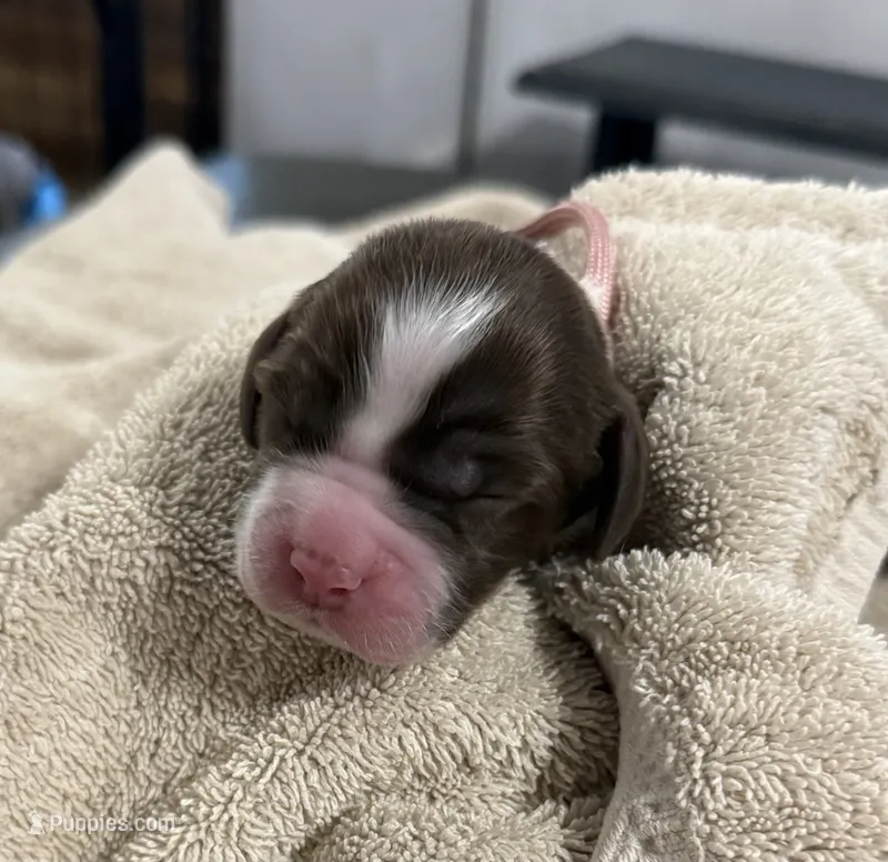 Miss Pink – English Springer Spaniel puppy for sale in Sherman, TX