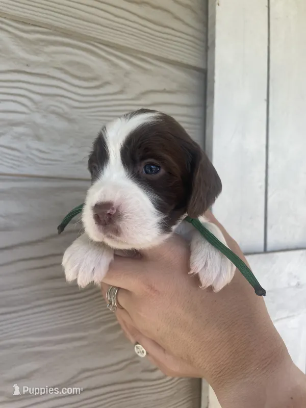 Miss Green – English Springer Spaniel puppy for sale in Sherman, TX