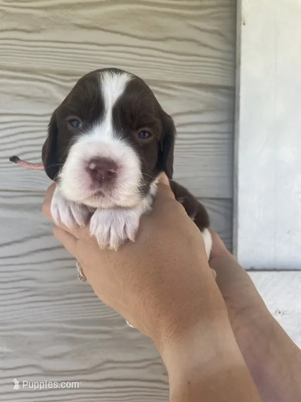 Miss Pink – English Springer Spaniel puppy for sale in Sherman, TX