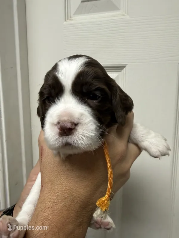 Miss Orange  – English Springer Spaniel puppy for sale in Sherman, TX