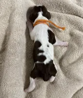 Miss Orange , a female English Springer Spaniel for sale in Sherman, TX – 2 of 2