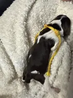 Miss Yellow , a female English Springer Spaniel for sale in Sherman, TX – 2 of 2