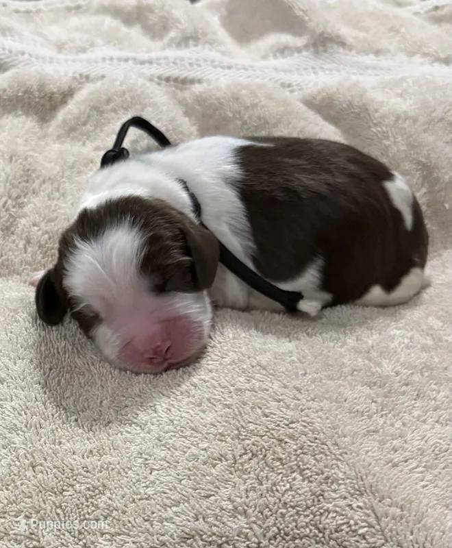 Mr Black – English Springer Spaniel puppy for sale in Sherman, TX