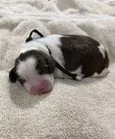 Mr Black, a male English Springer Spaniel for sale in Sherman, TX – 1 of 2