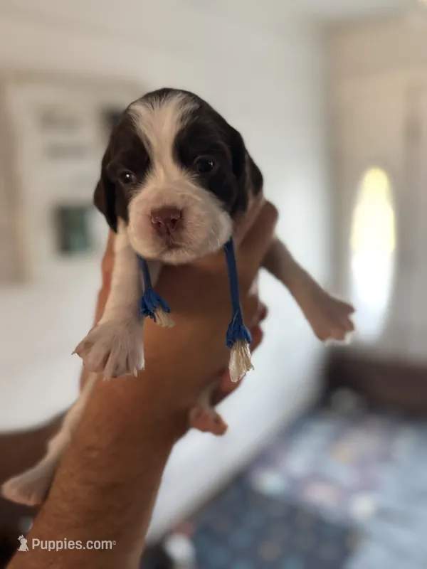 Miss Blue – English Springer Spaniel puppy for sale in Sherman, TX
