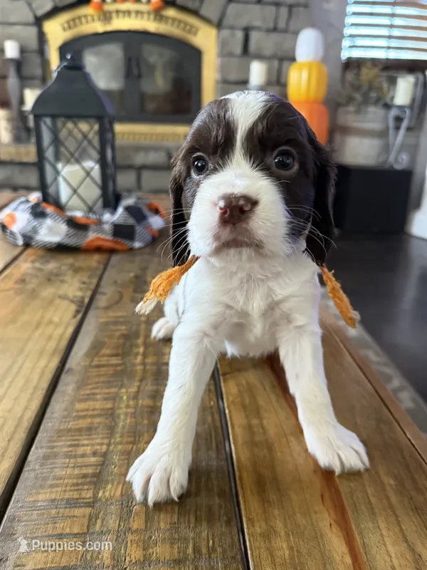Miss Orange  – English Springer Spaniel puppy for sale in Sherman, TX