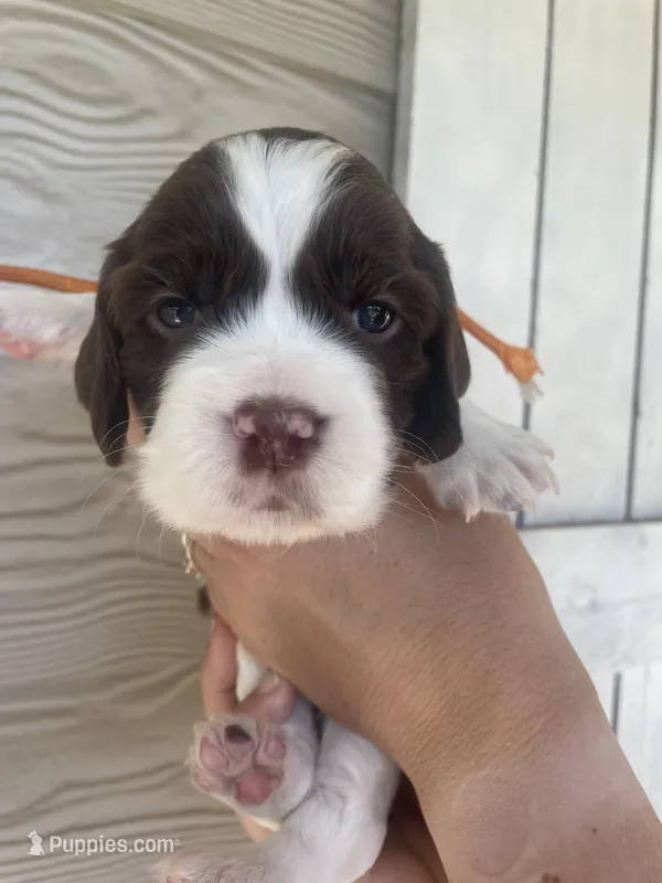 Miss Orange  – English Springer Spaniel puppy for sale in Sherman, TX