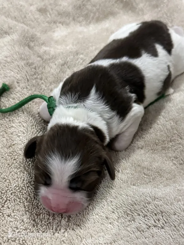 Miss Green – English Springer Spaniel puppy for sale in Sherman, TX